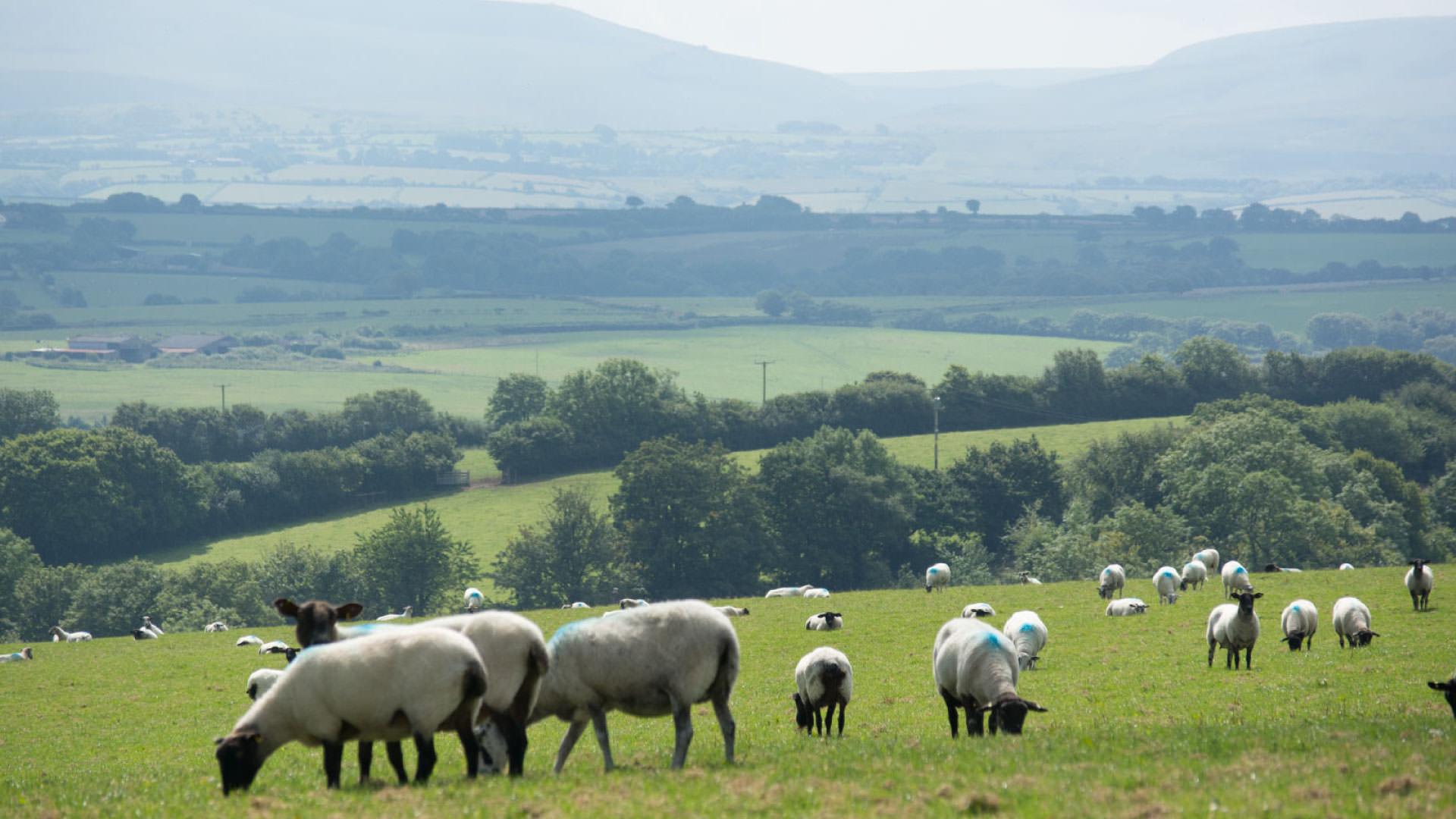 Sheep-Grazing-On-Dartmoor